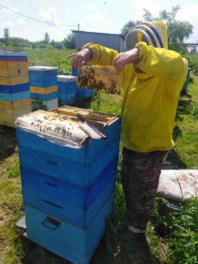 Лот: 19238282. Фото: 1. 🍯🐝 Безумно вкусный Рапсовый... Мёд, продукты пчеловодства