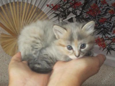 Лот: 1266858. Фото: 1. Подарю котят (приучены). Кошки, котята