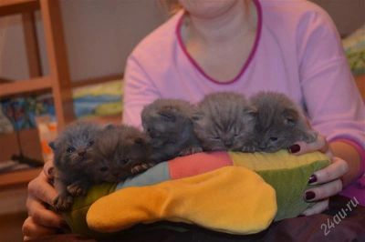 Лот: 2279581. Фото: 1. Британские котята. Кошки, котята