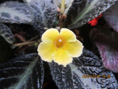 Лот: 7935993. Фото: 1. Эписция Sun Gold. Горшечные растения и комнатные цветы