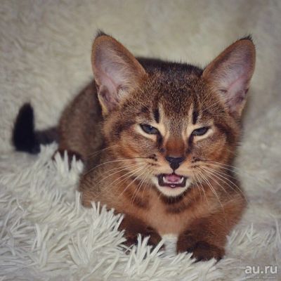 Лот: 13387695. Фото: 1. Котенок Чаузи Ф2. Кошки, котята