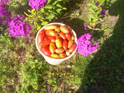 Лот: 25705377. Фото: 1. Помидоры засолочные. Овощи, фрукты, зелень