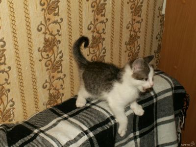 Лот: 3436220. Фото: 1. Котенок. Кошки, котята