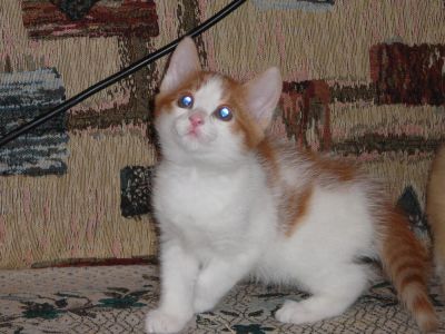 Лот: 10310138. Фото: 1. огненный блондин)). Кошки, котята
