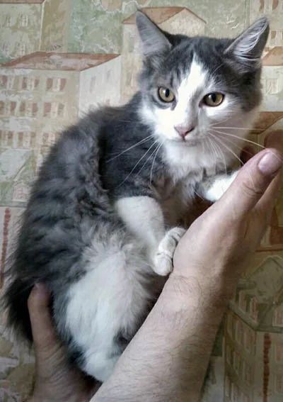 Лот: 9543090. Фото: 1. Котята. Кошки, котята