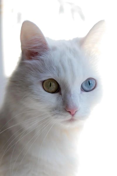 Лот: 4795911. Фото: 1. Отдам кошку, похожа на Турецкую... Кошки, котята