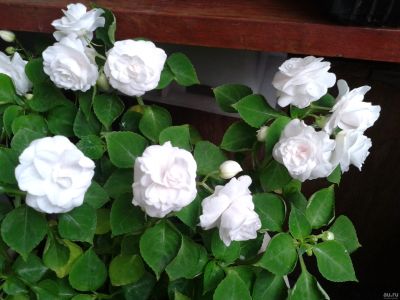 Лот: 11743966. Фото: 1. Бальзамин White Gardenia черенок. Горшечные растения и комнатные цветы