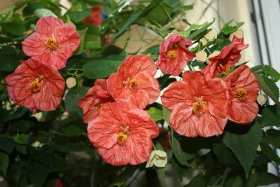 Лот: 4447834. Фото: 1. Абутилон Бэлла красный 10 (цветущий... Горшечные растения и комнатные цветы