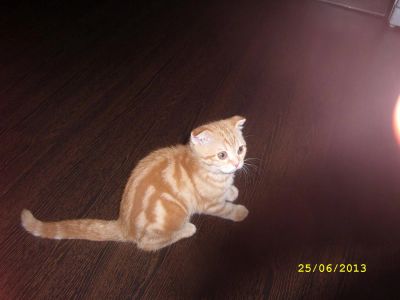 Лот: 2972139. Фото: 1. плюшевое чудо!. Кошки, котята