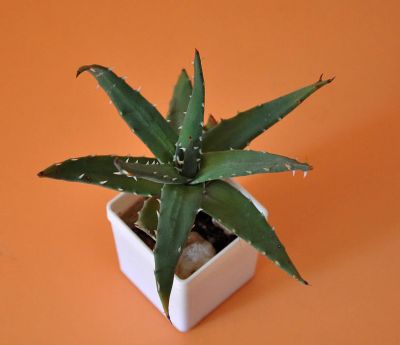 Лот: 9486692. Фото: 1. Алоэ (Aloe melanacantha). Горшечные растения и комнатные цветы