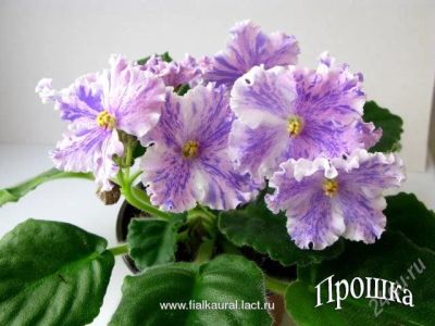 Лот: 1823528. Фото: 1. укорененный лист фиалки прошка. Горшечные растения и комнатные цветы