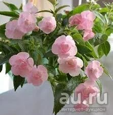 Лот: 13750976. Фото: 1. Ахименес Double Pink Rose, молодое... Горшечные растения и комнатные цветы