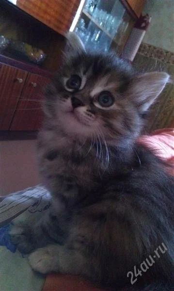 Лот: 2094379. Фото: 1. Отдам красивых котят. Кошки, котята