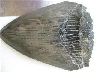 Лот: 67026. Фото: 1. гигантский зуб мегаладона (доисторическая... Другое (антиквариат)