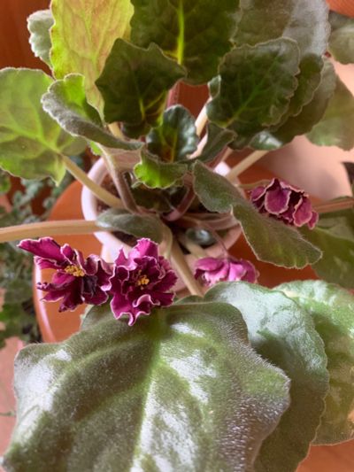 Лот: 25898252. Фото: 1. Фиалка цветущая. Горшечные растения и комнатные цветы