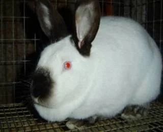 Лот: 12710823. Фото: 1. Крол. Игрушки для животных