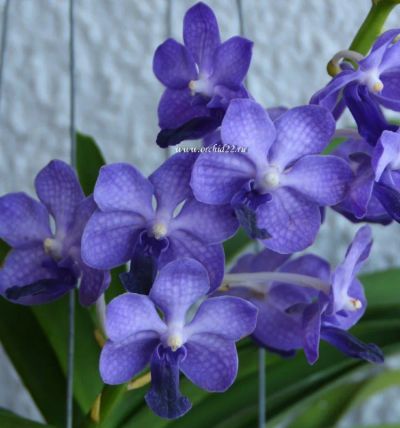 Лот: 10934333. Фото: 1. Орхидея Ванда Аскоценда Синяя. Горшечные растения и комнатные цветы
