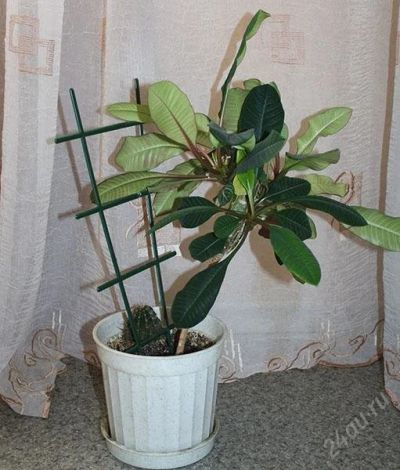 Лот: 1248567. Фото: 1. молочай. Горшечные растения и комнатные цветы