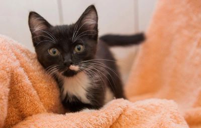 Лот: 9203271. Фото: 1. Черные котята девочки на выбор... Кошки, котята