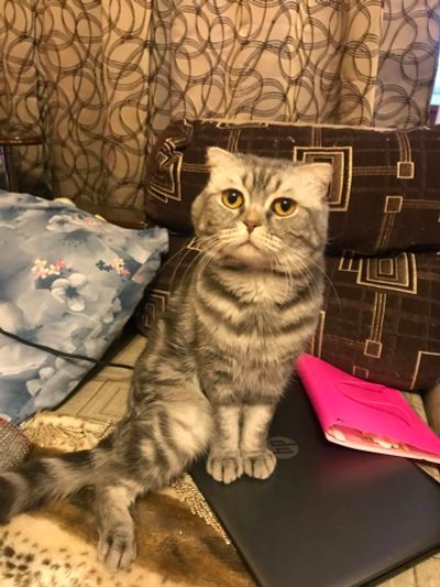 Лот: 11397779. Фото: 1. Кот. Кошки, котята