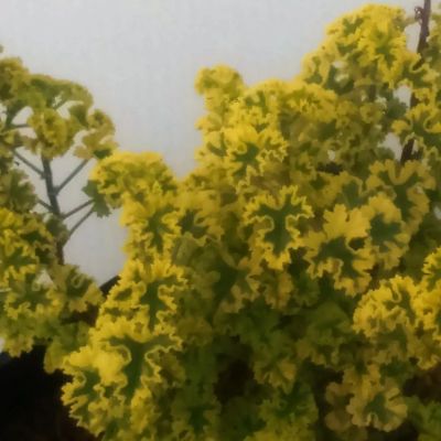 Лот: 15826554. Фото: 1. Пеларгония душистая 'Cy's Sunburst... Горшечные растения и комнатные цветы