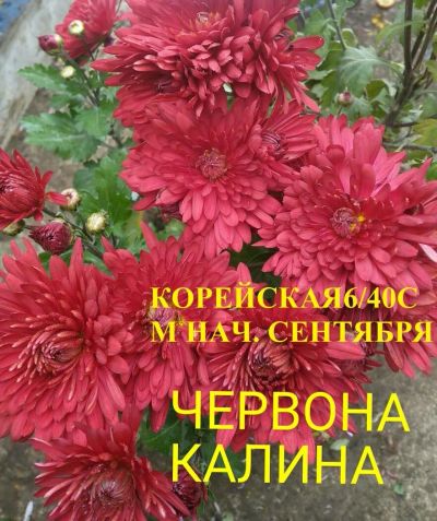 Лот: 8883763. Фото: 1. Червона калина. Садовые цветы