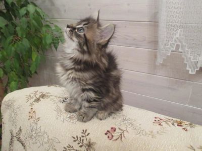 Лот: 11233364. Фото: 1. Сибирский котенок. Кошки, котята