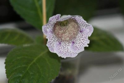 Лот: 2938573. Фото: 1. Глоксиния 24 (цветет). Горшечные растения и комнатные цветы