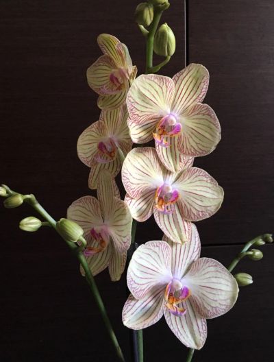 Лот: 14028299. Фото: 1. Орхидея 6. Горшечные растения и комнатные цветы