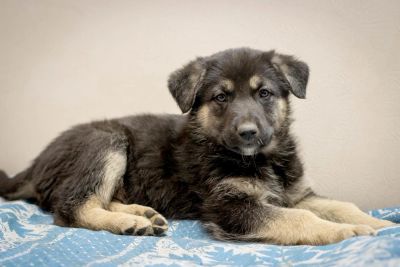 Лот: 9477945. Фото: 1. Щенки в добрые руки. Собаки, щенки
