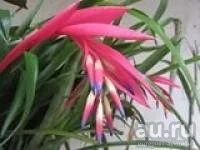 Лот: 6498256. Фото: 1. Бильбергия поникающая (Billbergia... Садовые цветы