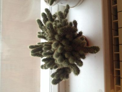 Лот: 4093133. Фото: 1. Кактус !. Горшечные растения и комнатные цветы