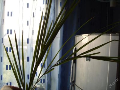 Лот: 91614. Фото: 1. пальма финиковая (на выброс). Горшечные растения и комнатные цветы