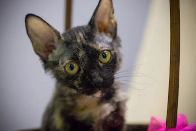 Лот: 6869823. Фото: 1. Кошечка Донской сфинкс браш. Кошки, котята