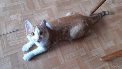 Лот: 17904217. Фото: 1. Отдам кота в добрые руки. Кошки, котята