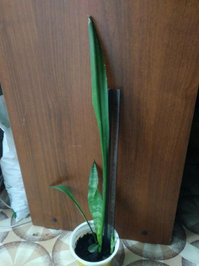 Лот: 11533976. Фото: 1. растение сансевиерия щучий хвост... Горшечные растения и комнатные цветы