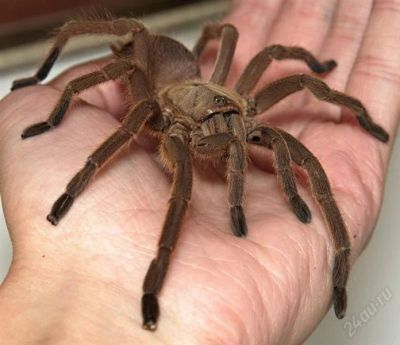 Лот: 1164299. Фото: 1. Паук птицеед тарантул Chilobrachys... Остальные животные