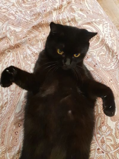 Лот: 16445018. Фото: 1. Ищу кота Жениха для случки, подойдёт... Кошки, котята