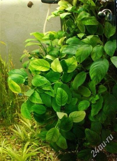 Лот: 1301197. Фото: 1. Anubias barteri var. nana. Водные растения