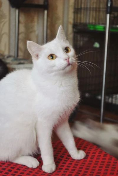 Лот: 8748216. Фото: 1. Белоснежная кошечка Бьянка, 1... Кошки, котята
