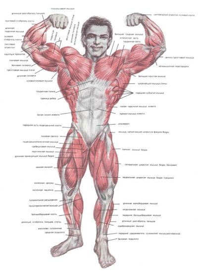 Лот: 3087806. Фото: 1. Joe Weider! бодибилдинг редкость. Спорт, самооборона, оружие