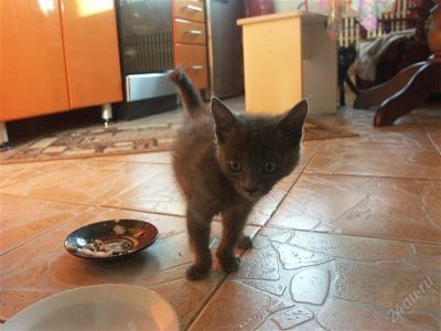 Лот: 2495927. Фото: 1. котёнок даром. Разное