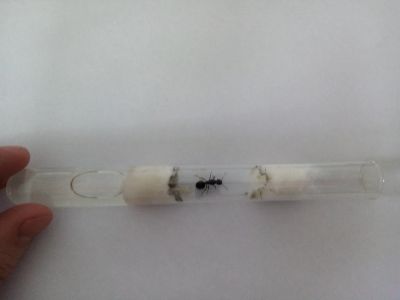 Лот: 17637261. Фото: 1. Матка муравья жнеца с расплодом. Остальные животные