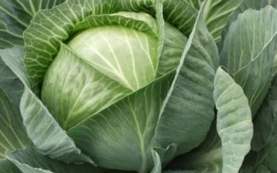 Лот: 10354396. Фото: 1. Капуста продам или обмен. Овощи, фрукты, зелень