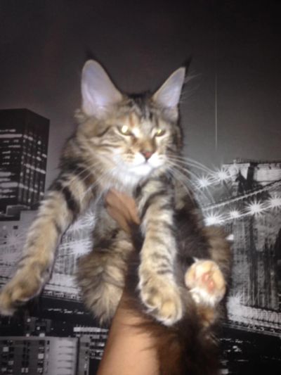 Лот: 5793415. Фото: 1. Мейн Кун. Кошки, котята