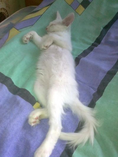 Лот: 2982905. Фото: 1. Котенок. Кошки, котята