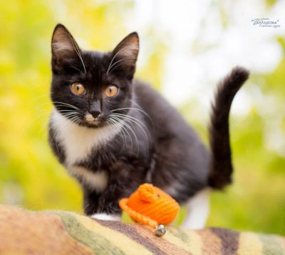 Лот: 6354360. Фото: 1. Кошечка-пантерка. Кошки, котята