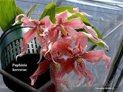 Лот: 2607563. Фото: 1. Paphinia herrerae. Горшечные растения и комнатные цветы