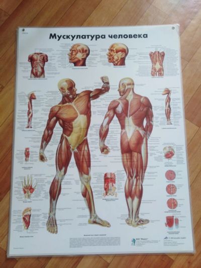 Лот: 14416224. Фото: 1. Плакат ламинированный. Мускулатура... Оборудование