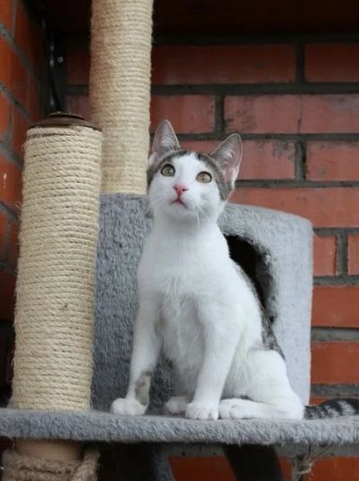 Лот: 11859023. Фото: 1. Котик Финик, 1 год. Кошки, котята
